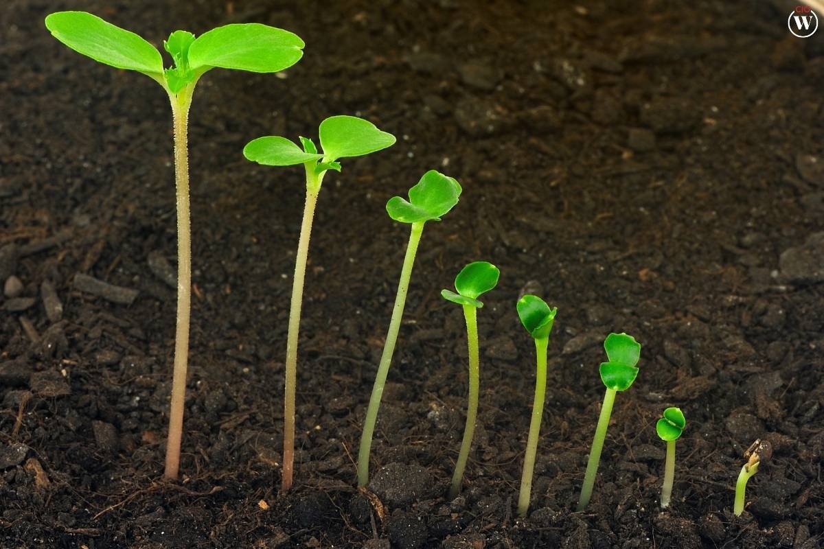 The Increasingly Important Role of Digital Transformation in Agriculture | CIO Women Magazine