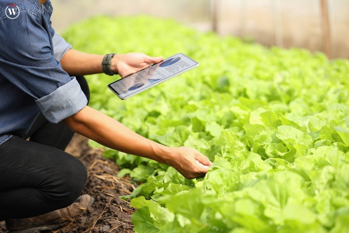 Urban Farming: 3 Benefits, Challenges & The Rise of Green Cities | CIO Women Magazine