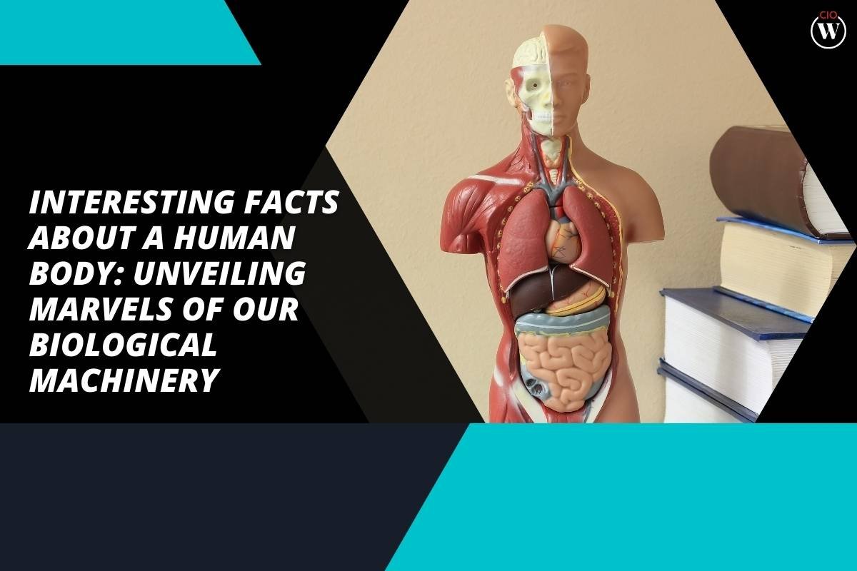 Interesting Facts About the Human Body: Unveiling Marvels of Our Biological Machinery