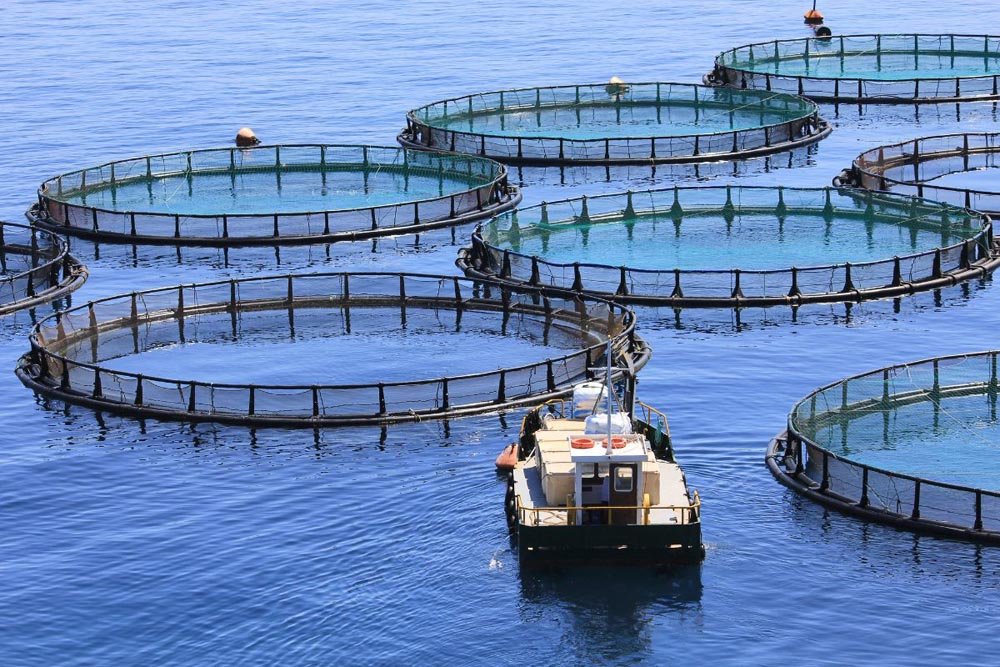 AI in Fish Farming: Revolutionizing Aquaculture | CIO Women Magazine