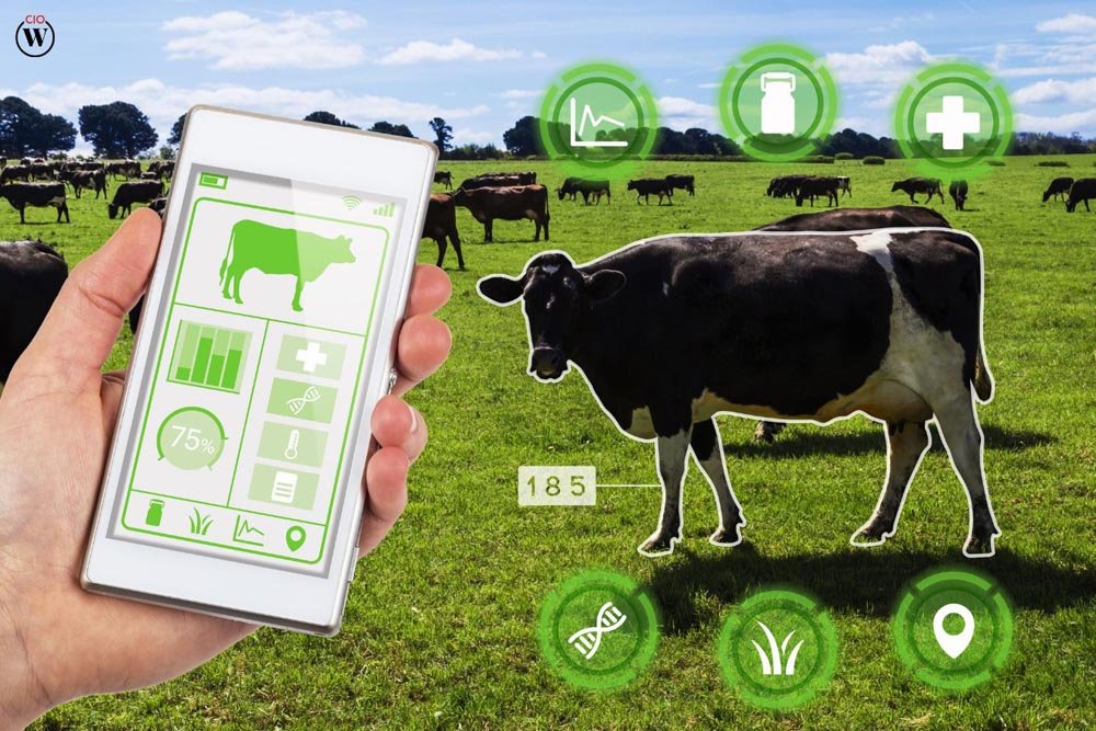 The Role of AI in Livestock Management: The Future of Farming