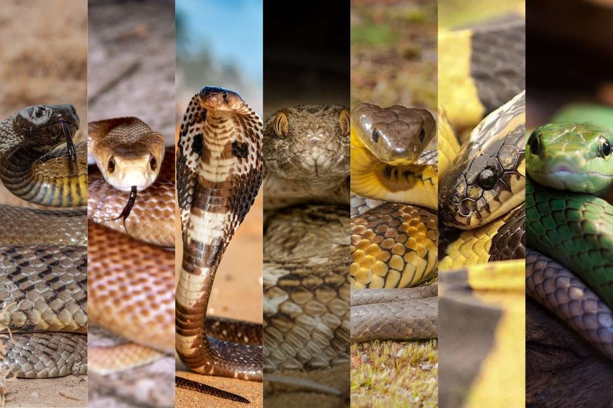 7 Most Venomous Snakes in the World