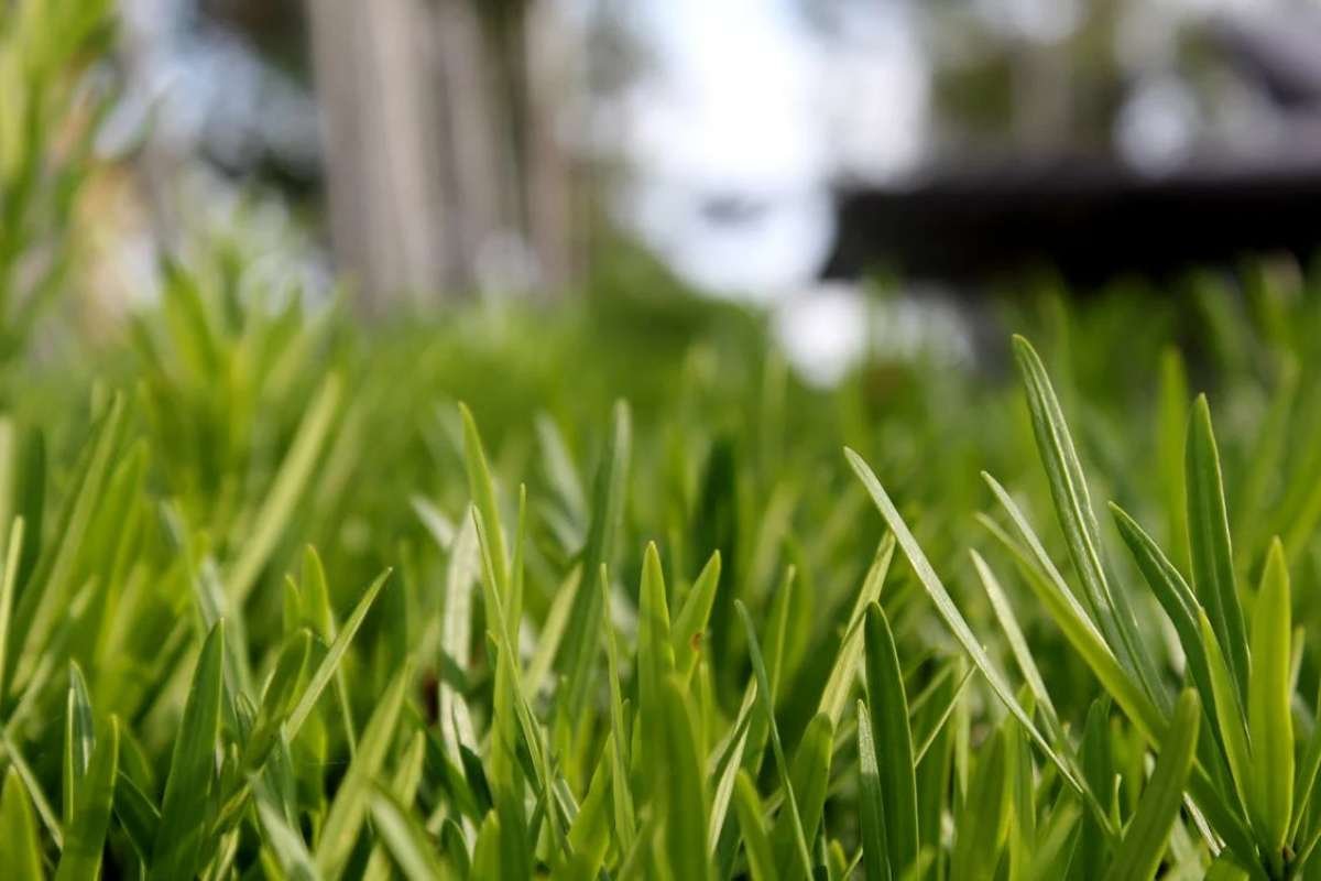 4 Strategies for Creating a Yard That You Love