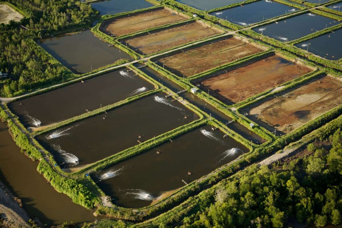 Women in Aquaculture: Driving Innovation and Sustainability | CIO Women Magazine